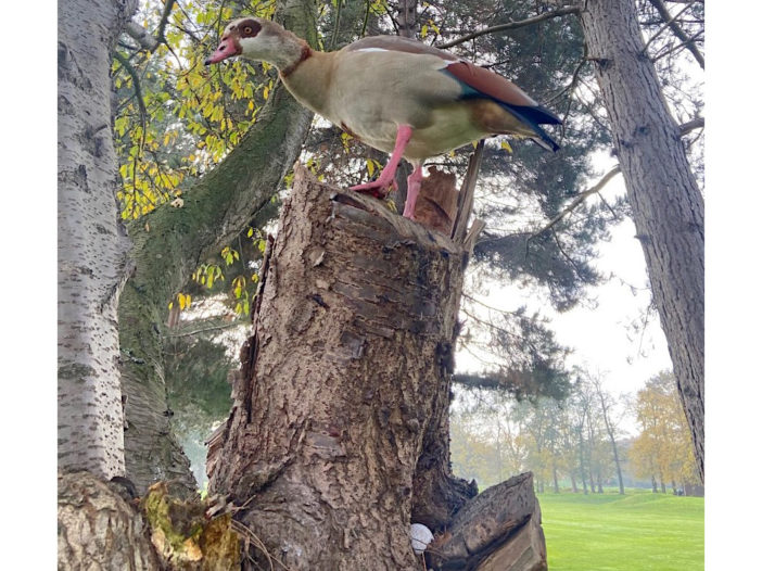 Seamus Joyce was brave enough to get this close to capture an Egyptian goose keeping guard of a ball between the first and 10th at Royal Mid Surrey Golf Club